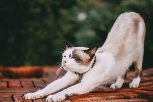 morning workouts stretching cat